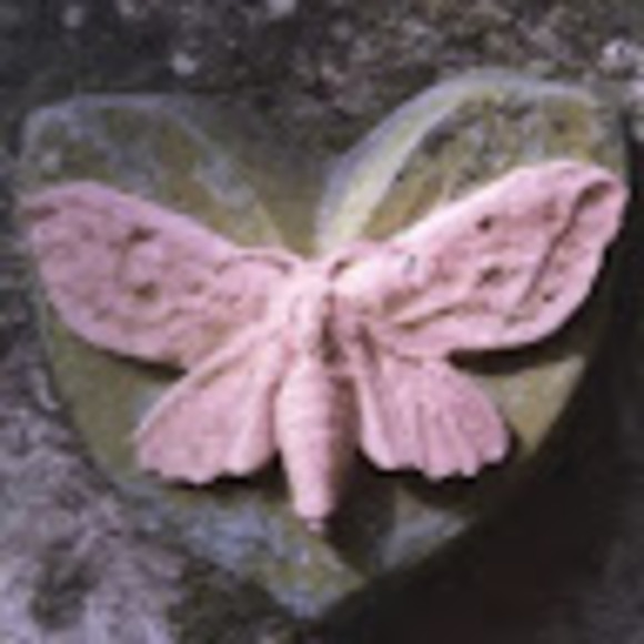 larosaeli